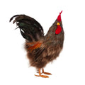 Gallus Dekoratif Horoz